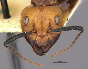 Media type: image;   Entomology 22945 Aspect: head frontal view